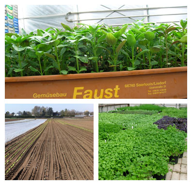 Gartenbau Faust